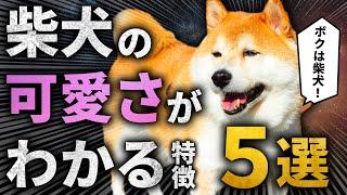 【拒否柴】柴犬の可愛さがわかる特徴 5選