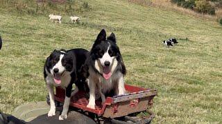 Brilliant Sheepdogs herding sheep and feeding cows