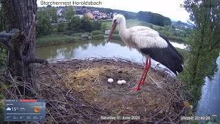 2024 06 01 Storchennest Heroldsbach, nasse Küken wurden gerettet und Hühnereier reingelegt. Warum?