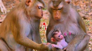 Amazing Monkey Luno comes to visit newborn baby Lily, and she tries to hold baby Lily's hand.