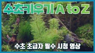 (아쿠아클래스part14)수초키우기1편