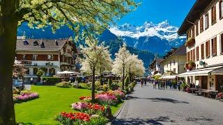 Peaceful Spring Walk In Swiss Town Interlaken , Switzerland