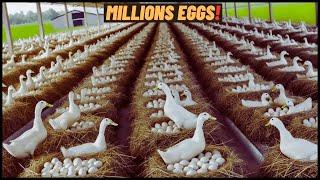 Modern Farm to Factory Millions Of Eggs | Duck Farming Technology