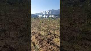 야생발아 산초나무 묘목분양 경남산청 올해 열매 결실묘#산초기름 #산초나무#귀농추천 #산초묘목
