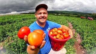 OUR FIRST MAJOR TOMATO HARVEST