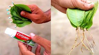 How To Grow Guava Tree From Guava Leaves | Guava Tree Cutting | 100% Successful Technique