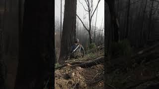 TIMBERFALLING George Williams Sr. Healdsburg CA. 07/15/21