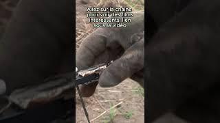 Chasse du grand gibier au Cameroun  Partie13 #chasseur #fusils #animaux #hunting #chasse #chasse2025