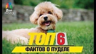 Топ 6 фактов о пуделе | Top 6 Poodle Facts