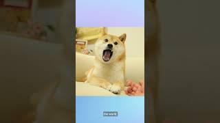 Farewell to Kabosu: The Shiba Inu Behind the Doge Meme #kobosu #shiba #dog #doge