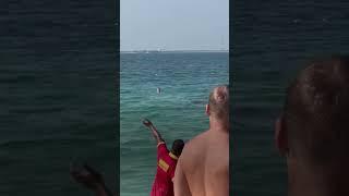 Shark Goes After Swimmers  #SHORTS