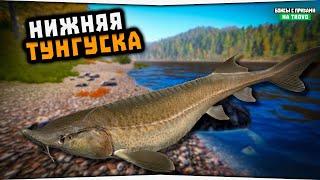 Река Нижняя тунгуска • Янтарное озеро • Русская Рыбалка 4