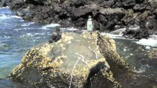 Galapagos Penguins Report