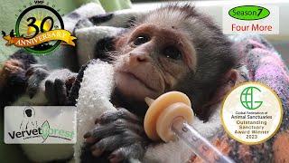 4 Baby Orphan Monkeys' Unbelievable Stories of Survival 