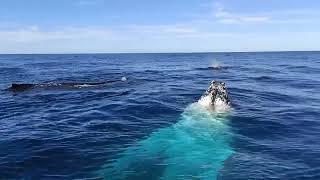 Australia Gold Coast, Humpback Whales, Sneaky Spy hop