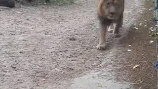 Lion at Riga Zoo close to human people