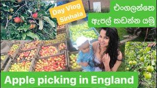 එංගලන්තෙ ඇපල් කඩන්න යමු | Apple Picking in UK |Day Vlog Sinhala | Day in my life | SriLanka |England