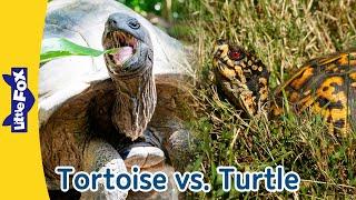 Meet the Galapagos Tortoise & Eastern Box Turtle! Reptile Fun! | Little Fox