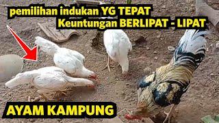 Cara Memilih Indukan Yang Bagus & potensial Mengembangkan Ayam Kampung