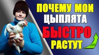 Почему мои цыплята быстро растут.