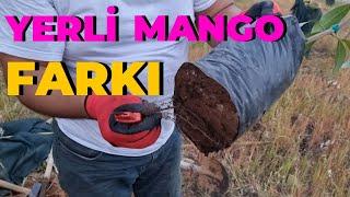 Yerli Mangonun Farkı | Mango Nasıl Dikilir? | Fevzi Müdürün Bahçesi #tropikaltopraktv Dündar yıldız