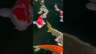 Jumbo koi fish in pond #koi #koifish #koifishpond #jumbokoi