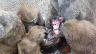 Baby Baboon