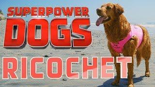 Filming Ricochet, Certified Therapy Dog | Superpower Dogs