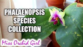 My Phalaenopsis species Orchid collection