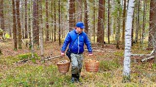 В ЭТОМ ЛЕСУ МНОГО БЕЛЫХ ГРИБОВ! Нетронутый лес с боровиками! Грибы