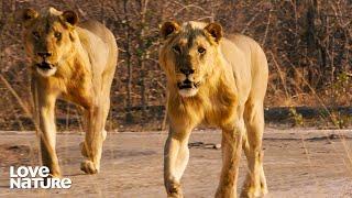 Lion Cubs Under Threat as Nomad Males Move in for Pride Takeover