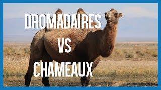 Dromadaires VS Chameaux - IRL