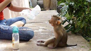 Obedient Monkey!! Donal Very Fresh To Wait Mom Wear Diaper For Hime Before Get Milk, Morning Routine