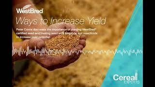 Cereal Experts | WestBred® Wheat Certified Seed