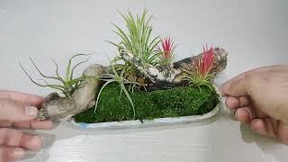 making a dish Garden with air plants /gardening ideas for home / أفكار البستنة