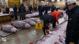 A tour of Tokyo's largest fish market