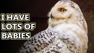 Snowy Owl facts: not as snowy as they seem | Animal Fact Files