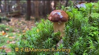 德国森林牛肝菌遍地 真过瘾 辨认蘑菇 栗子菇 牛肝菌 见手青 黑喇叭 假的鸡油菌 和毒蘑菇 2022十月中旬