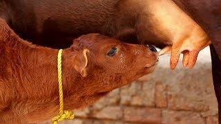 Cute and Funny Cow Calf Drinking Milk - Cow Milk - Funny Calf Compilation 2022