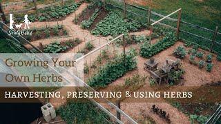 Growing, harvesting, preserving, and using herbs