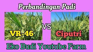 Perbandingan Padi VR 46 vs Padi Ciputri