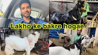 Lakho rupee ke bakre hogaeMumbai Goats|Shezaan Shaikh|Goats