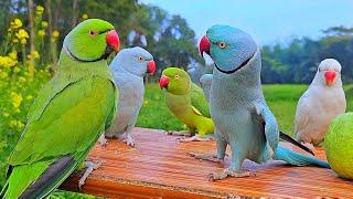 Ringneck Parrot Talking Video | Mithu Mithu