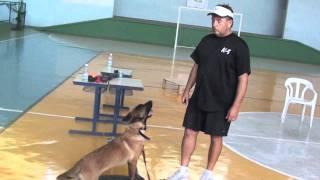 Puppy Training From Brazil.  Teaching with a collar  (Part 4)