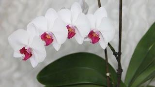 Orchid Flasking Medium Preparation - How To / Как приготовить питательную среду для орхидей