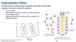 Hydrophobic Effect | Biochemistry