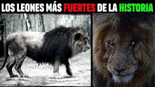 LOS 10 LEONES MÁS FUERTES DE TODOS LOS TIEMPOS