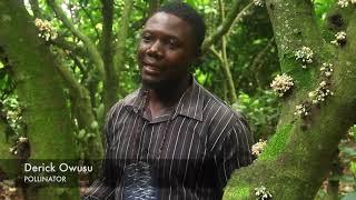 COCOA HAND POLLINATION