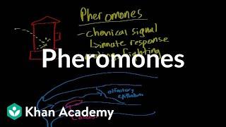 Pheromones | Processing the Environment | MCAT | Khan Academy