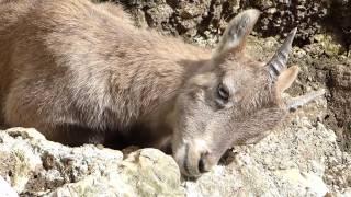 Alpensteinbock (Capra ibex)